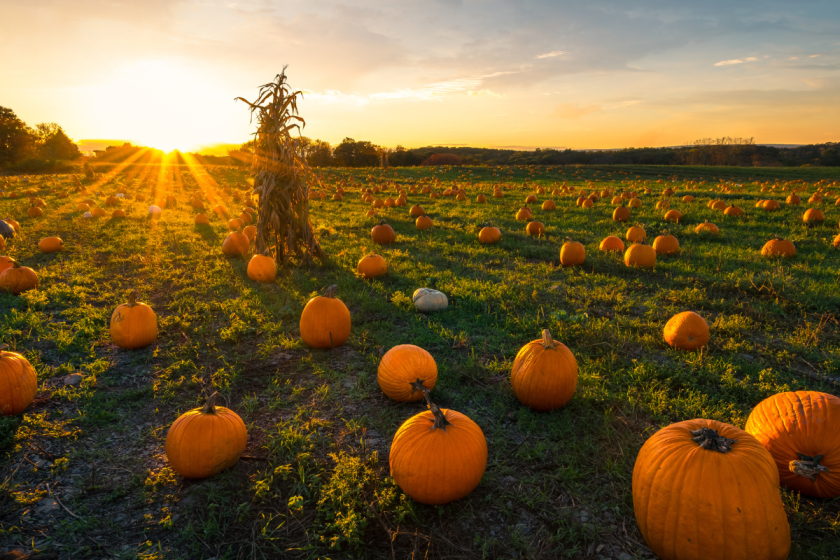 Wide angle image of pumpkins in a pumpkin patch at sundown