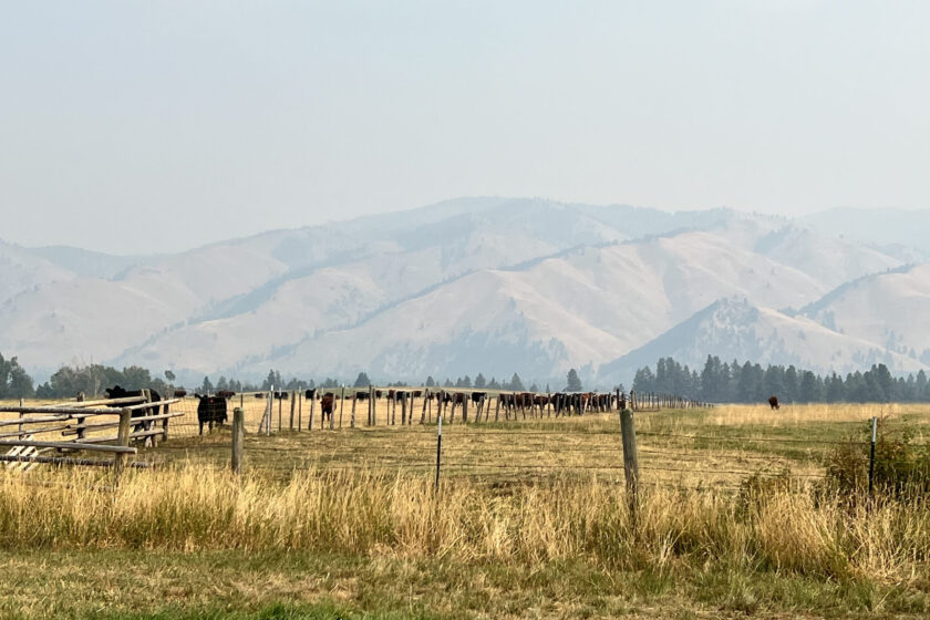 Mountains and cows on a ranch in Darby, Montana, the site where Yellowstone is filmed