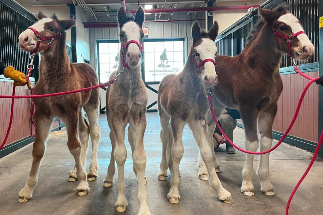 budweiser clydesdales