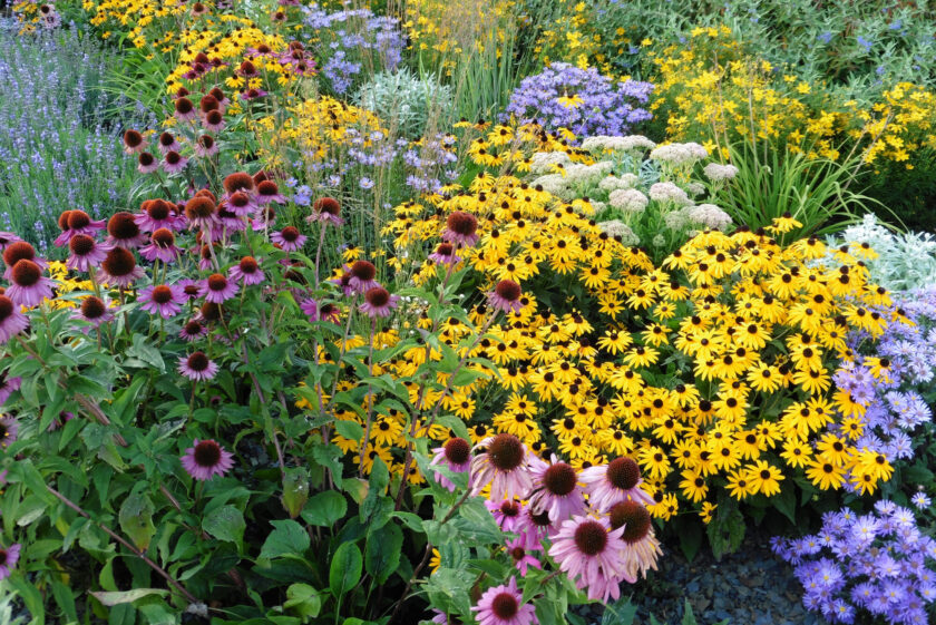 Annuals vs Perennials: What's the Difference Between the Plants?
