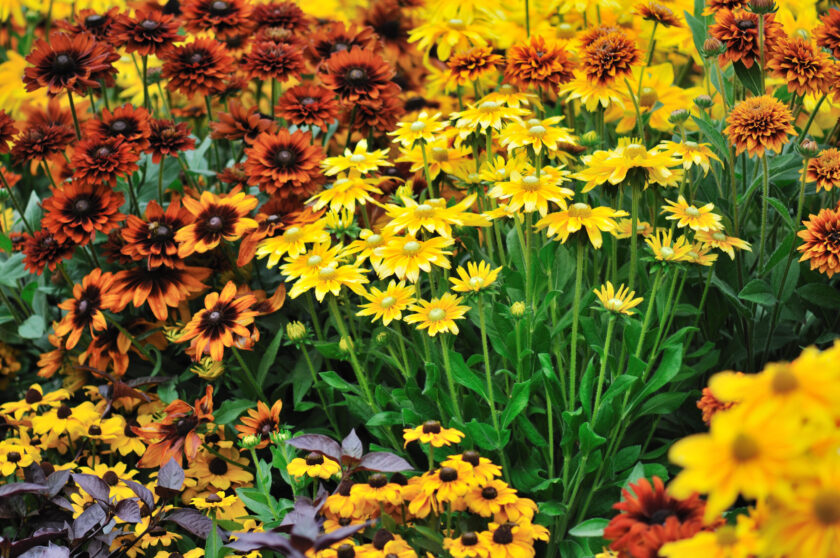 annuals vs perennials - fall color, rudbeckia flowers in autumn garden