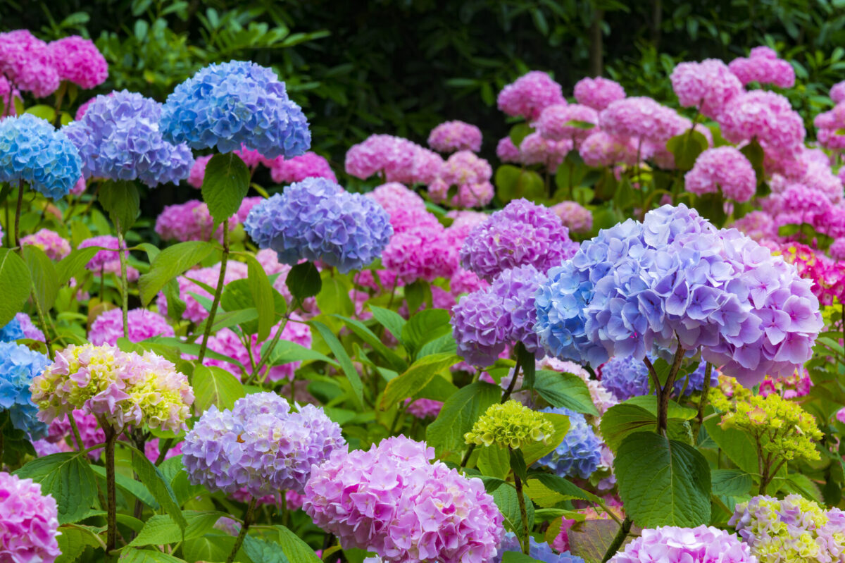 how to care for hydrangeas