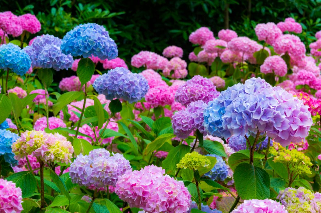 how to care for hydrangeas