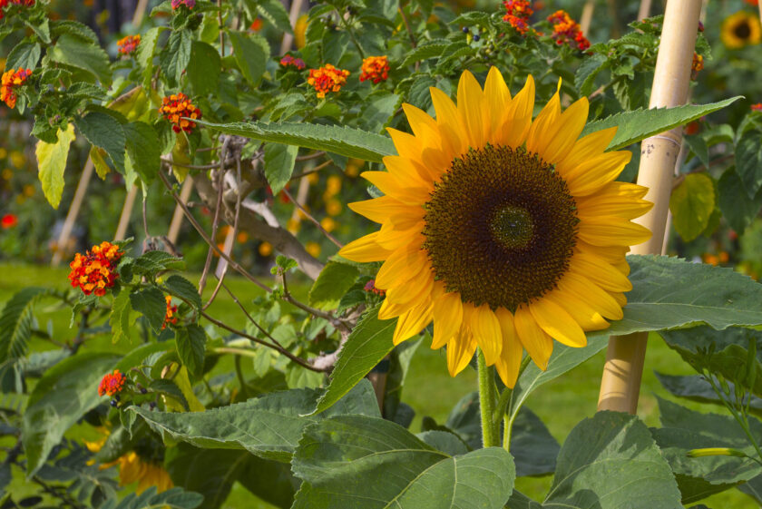 Bright sunflower in the garden