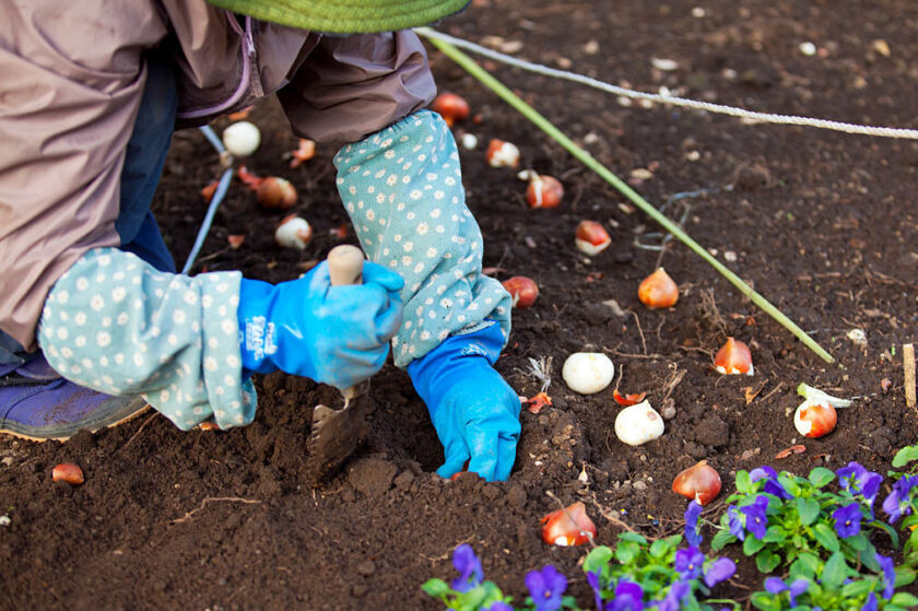 A woman plants tulip bulbs with a gardening trowel
