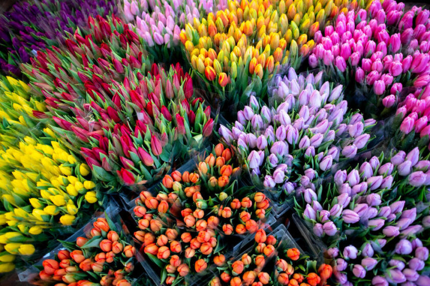 types of tulips