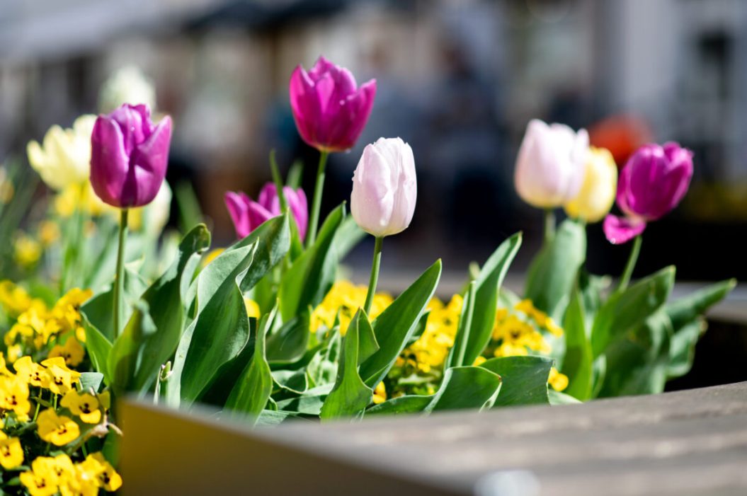 Tulips of various colors bloom in a flowerbed
