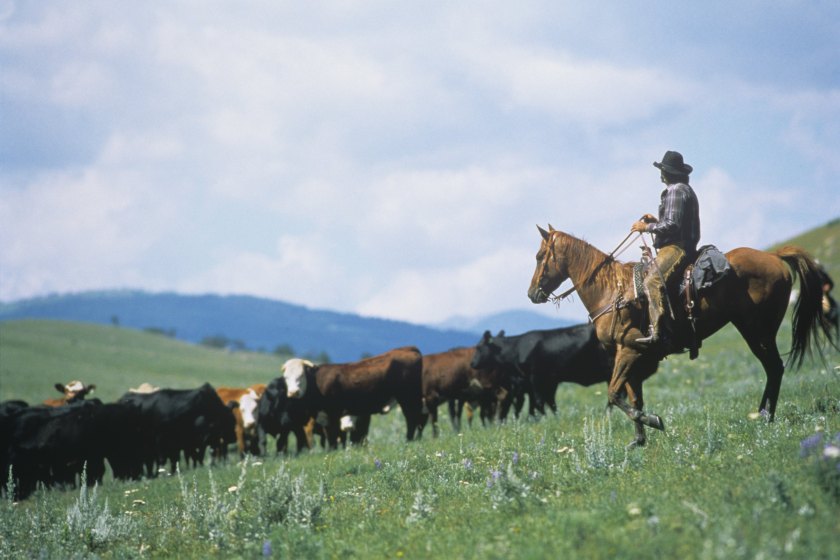 LIVINGSTON, MT - AUGUST: Cowboys round up their herd of cows during the filming of "The Horse Whisperer" in 1997.