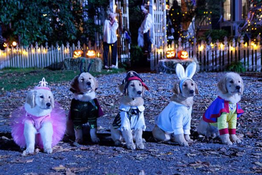 Puppies in Halloween costumes in Spooky Buddies (2011)
