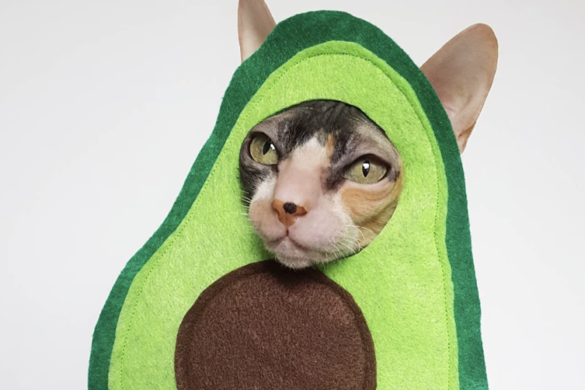 Cat in an avoado costume