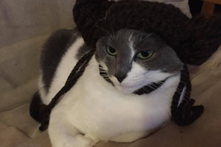 Cat in a Princess Leia costume