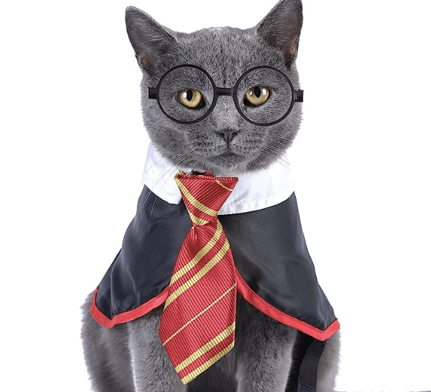Cat in a Harry Potter costume