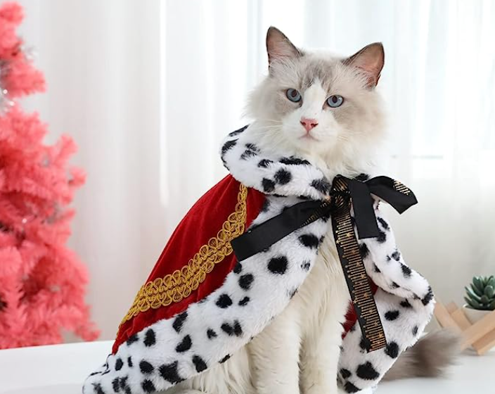 Cat dressed as a queen