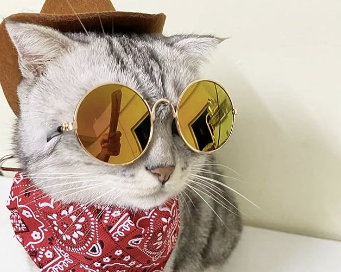 Cat dressed as a cowboy