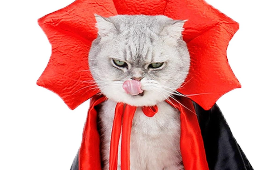 Cat dressed as a vampire
