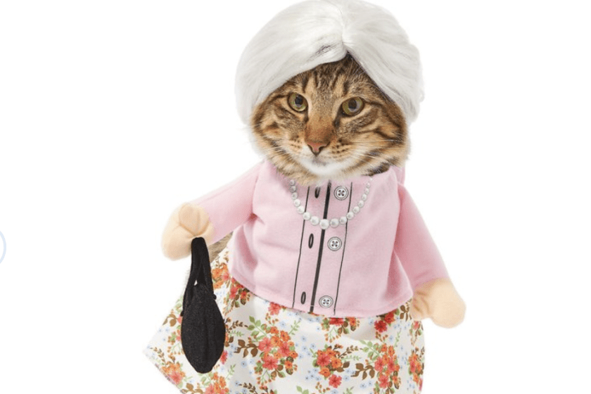 Cat dressed as a grandmother