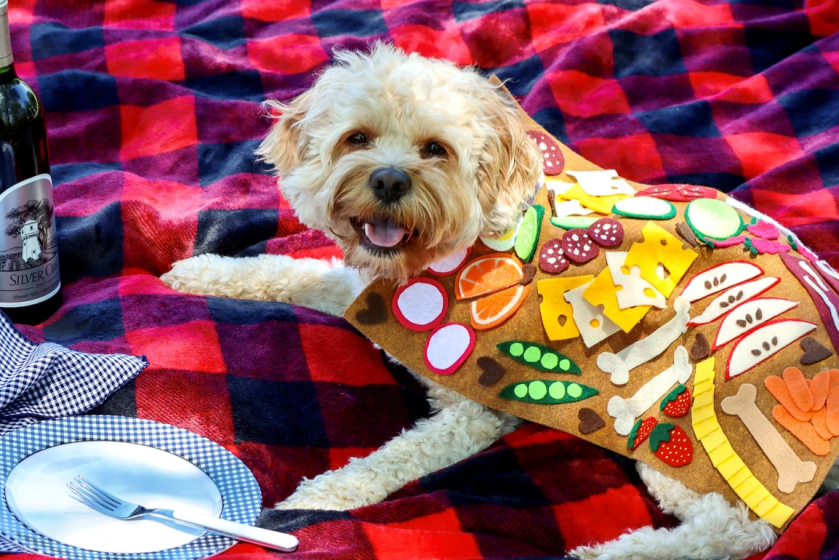 Dog dressed as a picnic