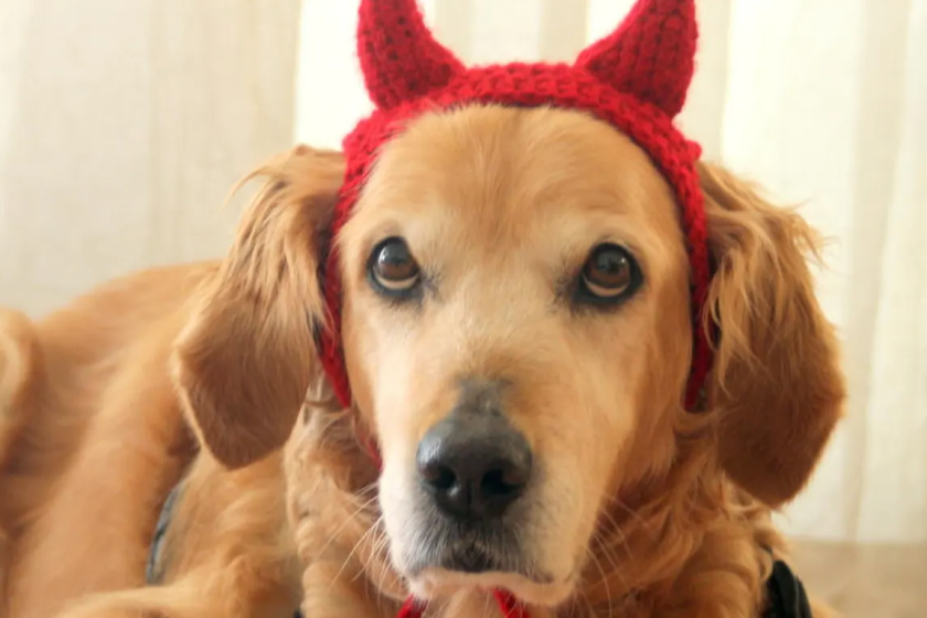 Dog dressed as a devil
