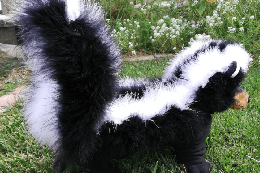 Dog dressed as a skunk