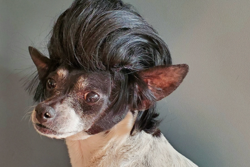 Dog in a John Travolta wig