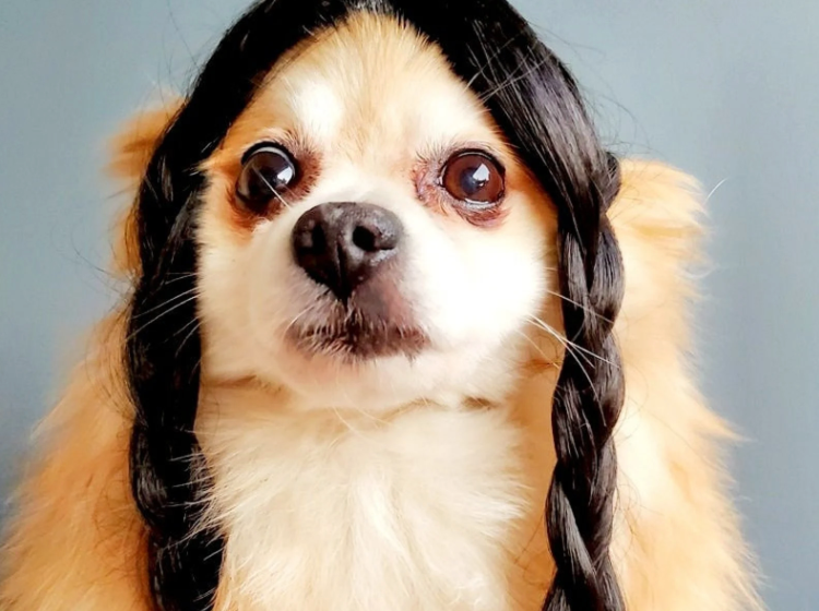 Dog in a wednesday addams wig