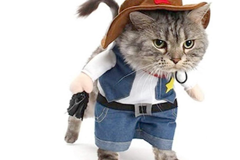 Cat dressed as a sheriff