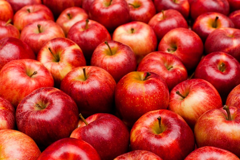 Royal Gala apples in a pile. All of the apples are red with a slight yellow hue to them. Several apples sit at an angle or on their side, while others sit perfectly straight. There almost forty apples in view.