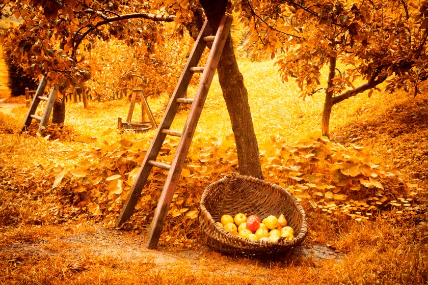 Fresh apples picked from an orchard sit in a basket next to a tree and ladder.