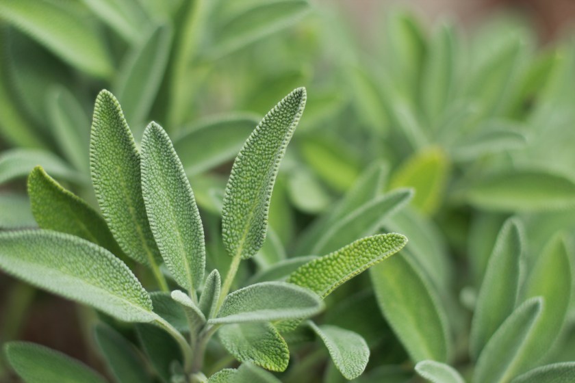Organic safe plants growing in the fields, close up view.