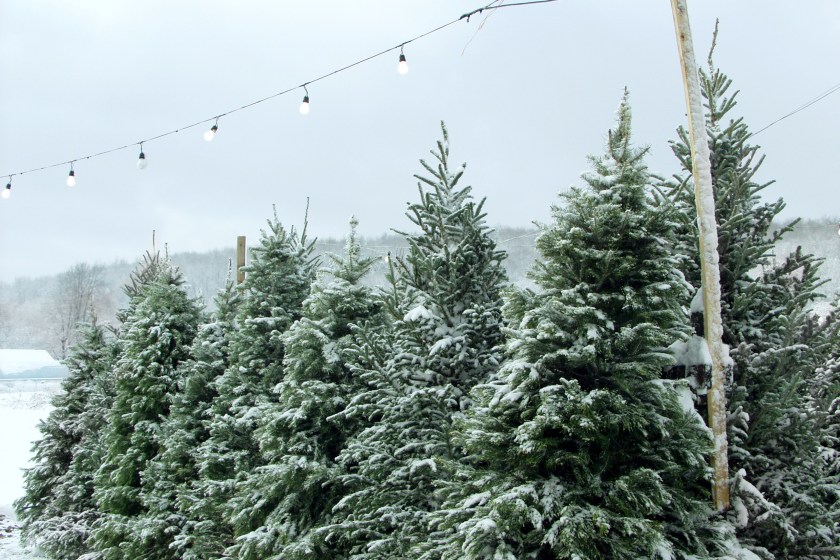 Christmas Trees For Sale with a string of lights above.