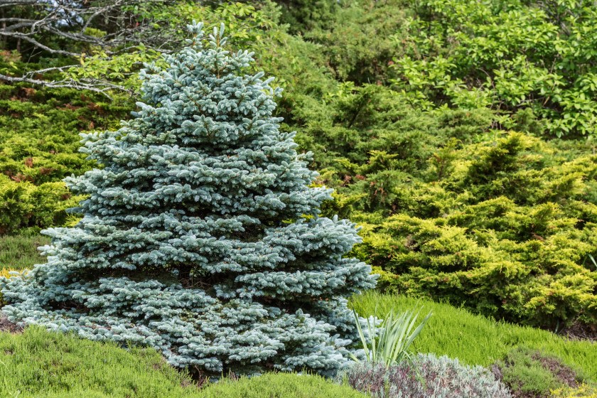 Perfectly formed ornamental blue spruce (Picea pungens glauca globosa)in a evergreen garden.