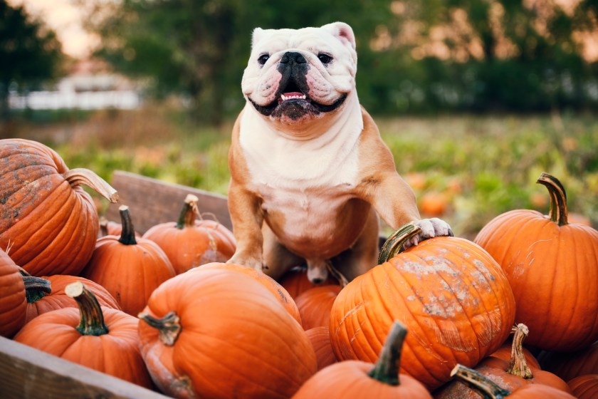 An English bulldog sitting in a pumpkin wagon.