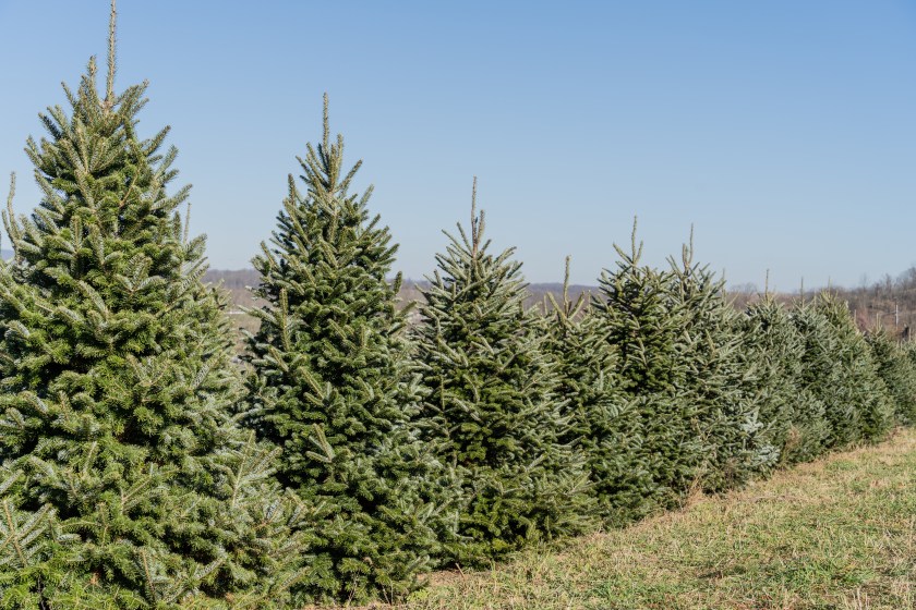 Row of Christmas Trees on tree farm in Berks County, Pennsylvania