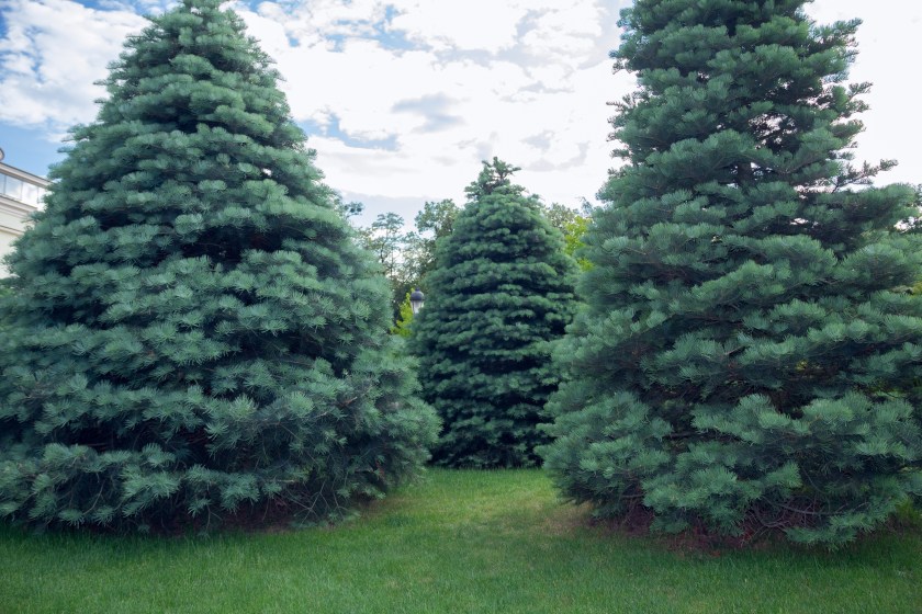 Three Abies concolor on a green grass