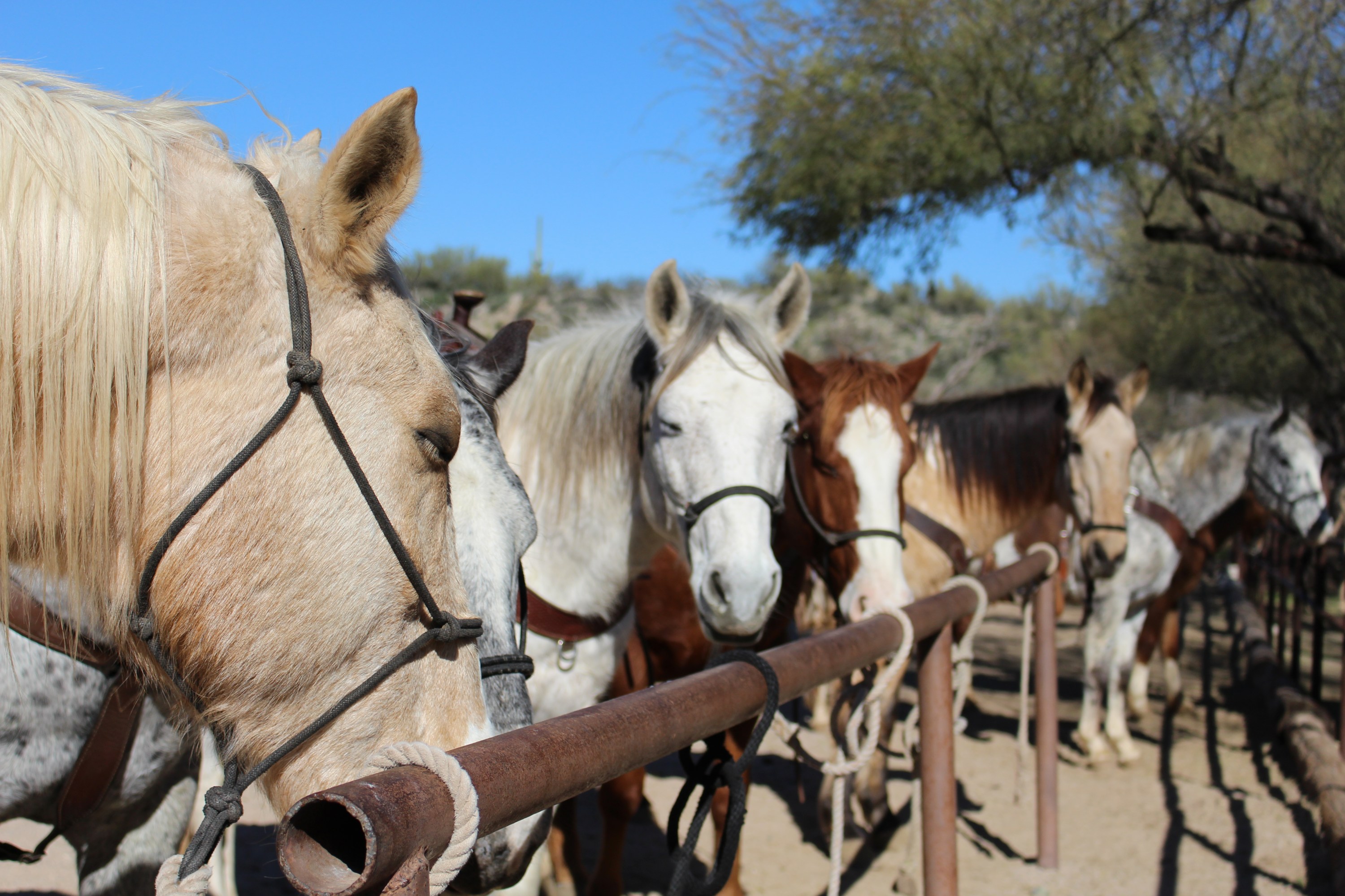 9 Dude Ranches in Arizona For a Cowboy Adventure