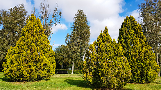 Trees and grass area in a public city park with a white cloud sky on a sunny autumn day
