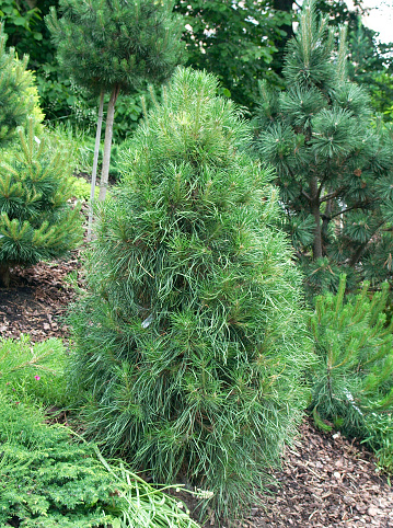 Scotch pine (Pínus sylvéstris) 'Ksawerpow'