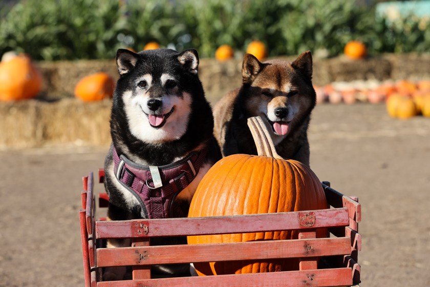 HALF MOON BAY, CA - OCTOBER 02: Two dogs pose in a cart as people enjoy during picking pumpkins at a pumpkin patch in Half Moon Bay, California, United States on October 02, 2022. (Photo by Tayfun Coskun/Anadolu Agency via Getty Images)