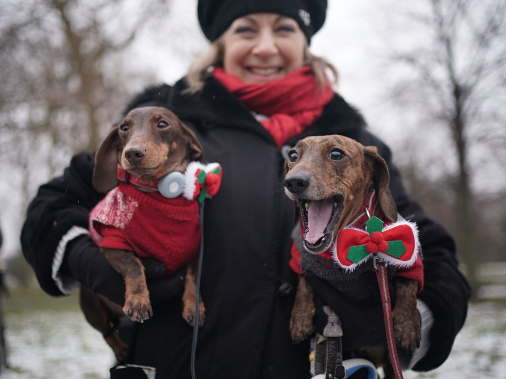 Dachshunds at the annual Hyde Park Sausage Walk, in Hyde Park, London.