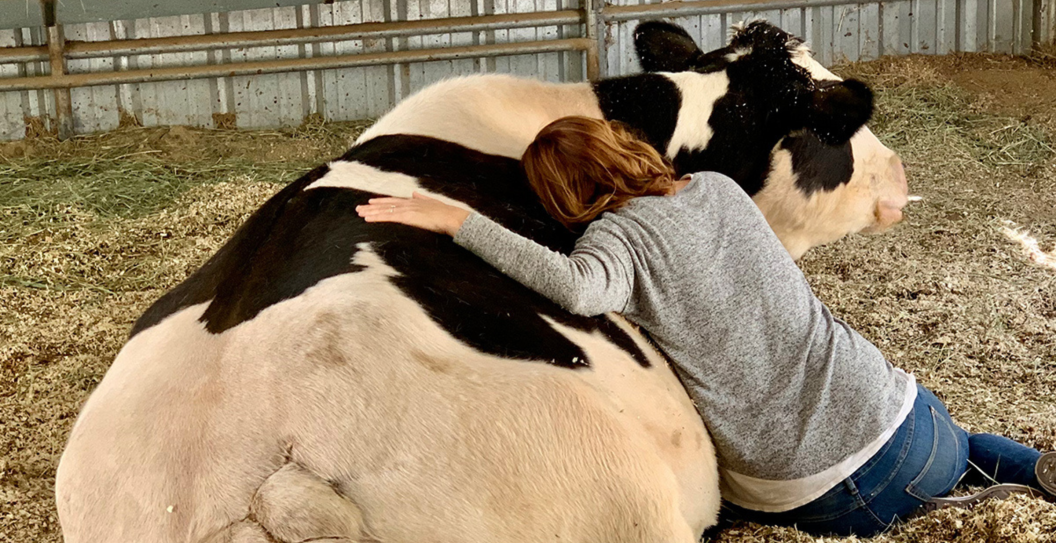 hugging a cow at the Gentle Barn