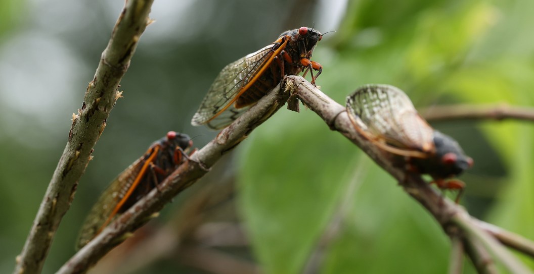 Emergence Of Trillions Of Cicadas Triggers Calls To The Police in South Carolina