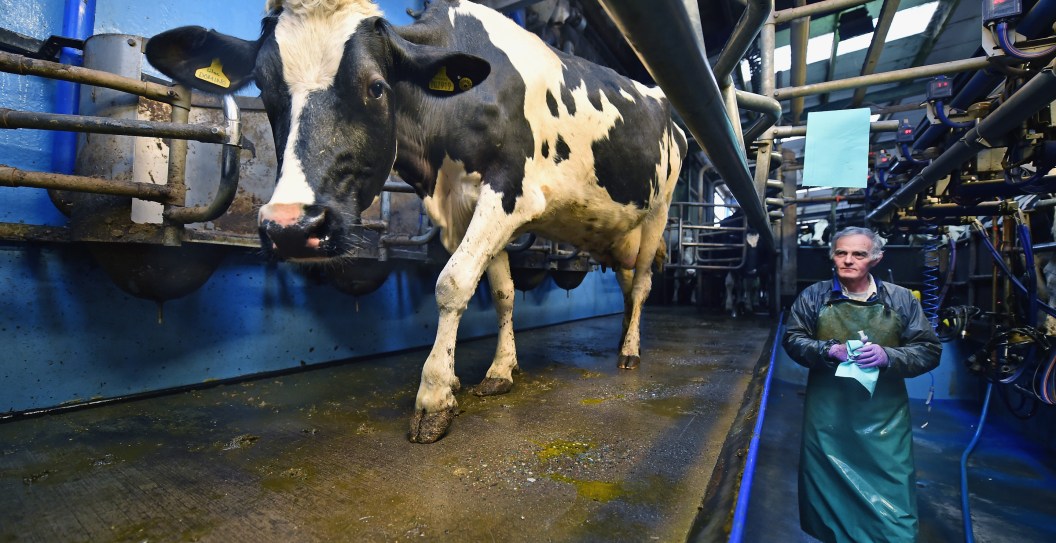 USDA Pushes For More Bird Flu Testing In Dairy Cows As U.S. Milk Tests Positive For Virus