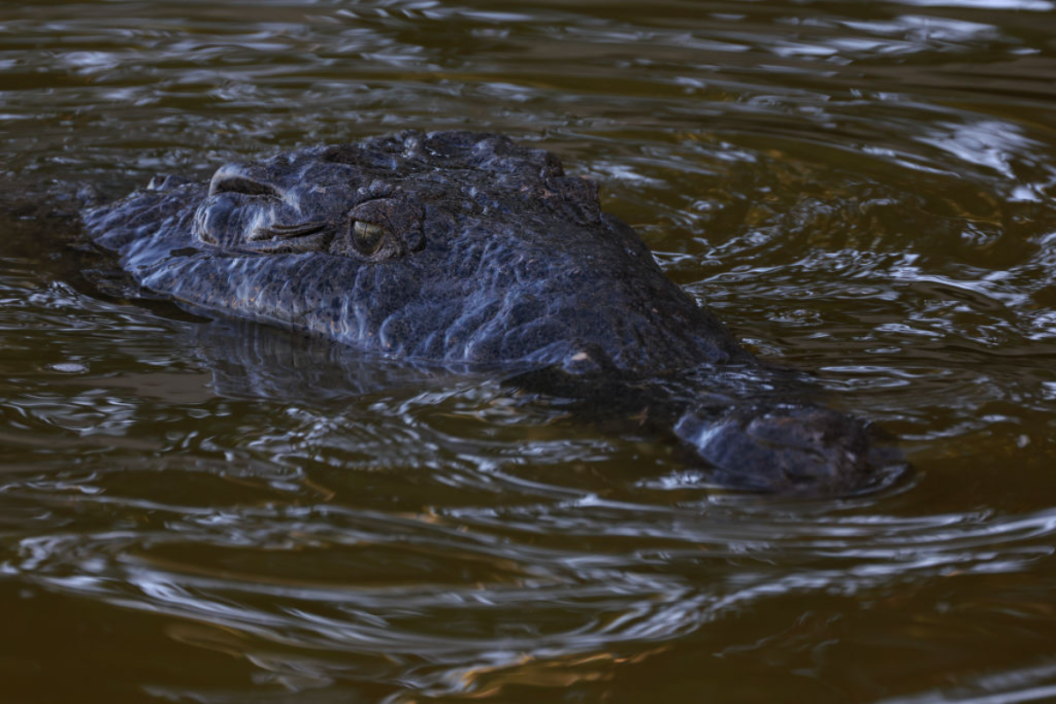 possible-alligator-in-michigan-lake-has-northerners-freaking-out
