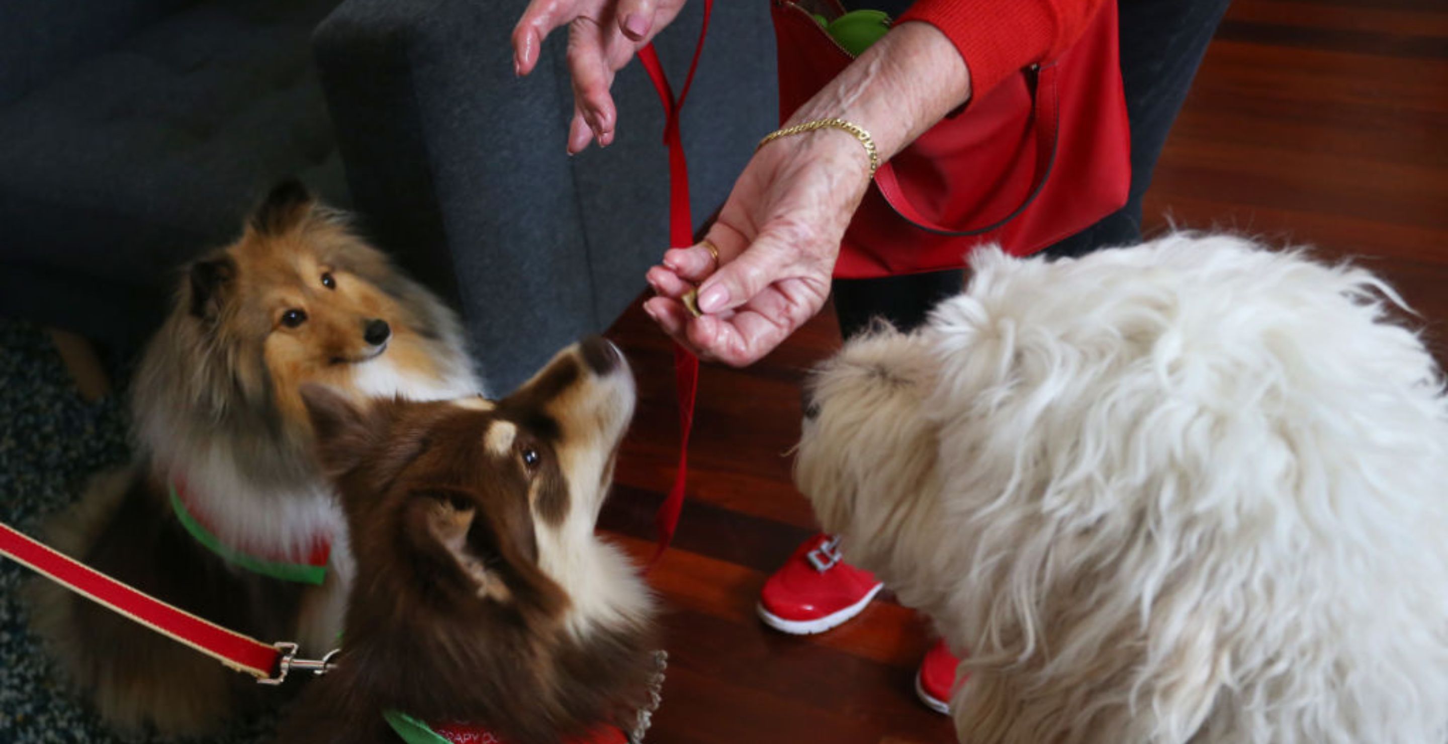 If You Have A Pet, Pay Attention Several Pet Food Brands Are Being Recalled Due To Bacteria