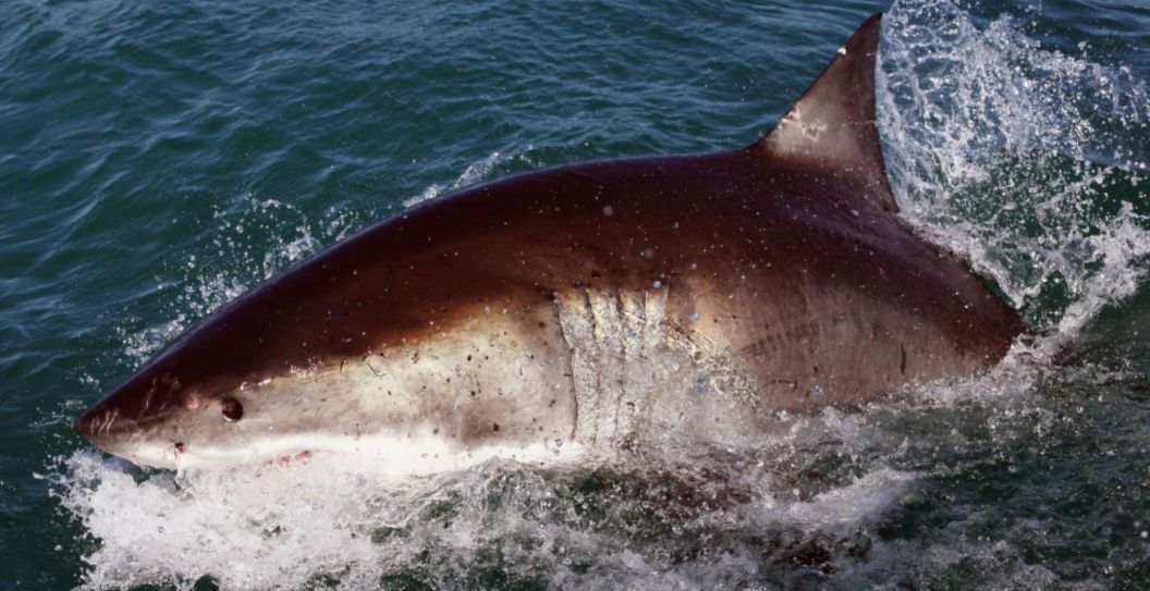 One Shark Attacks 4 People In Texas 4th Of July Bloodbath