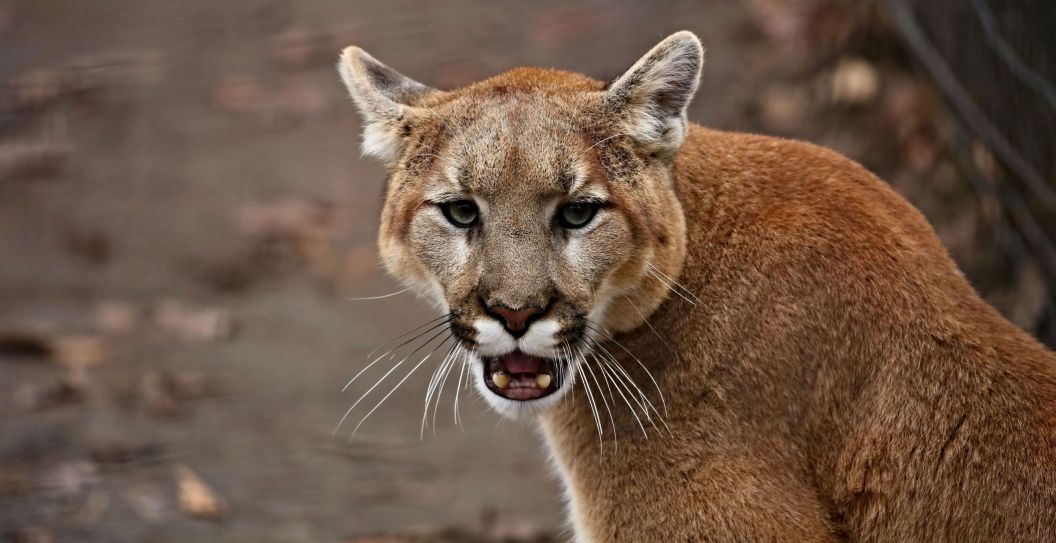 Heroic Father Pries 5-Year-Old Son From Jaws Of Hungry Mountain Lion