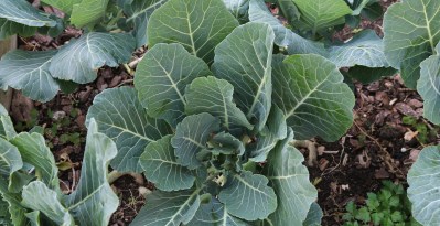 ‘Sexiest Collard Farmer’ Contest Draws Plenty Of Hilarious Photos And I