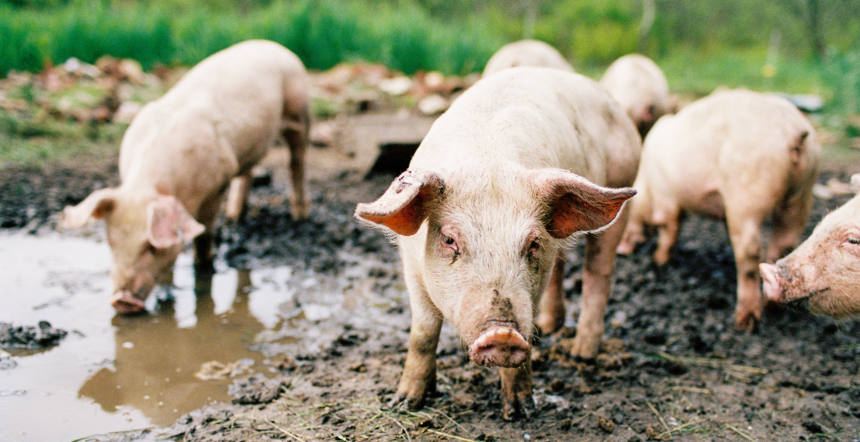 man fed teen to pigs alive after knocking her unconscious