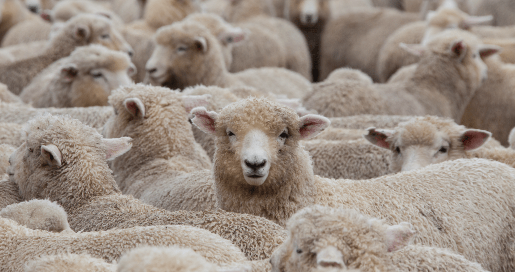 Carrie Underwood shows shes a great farmer by controlling Gary the sheep