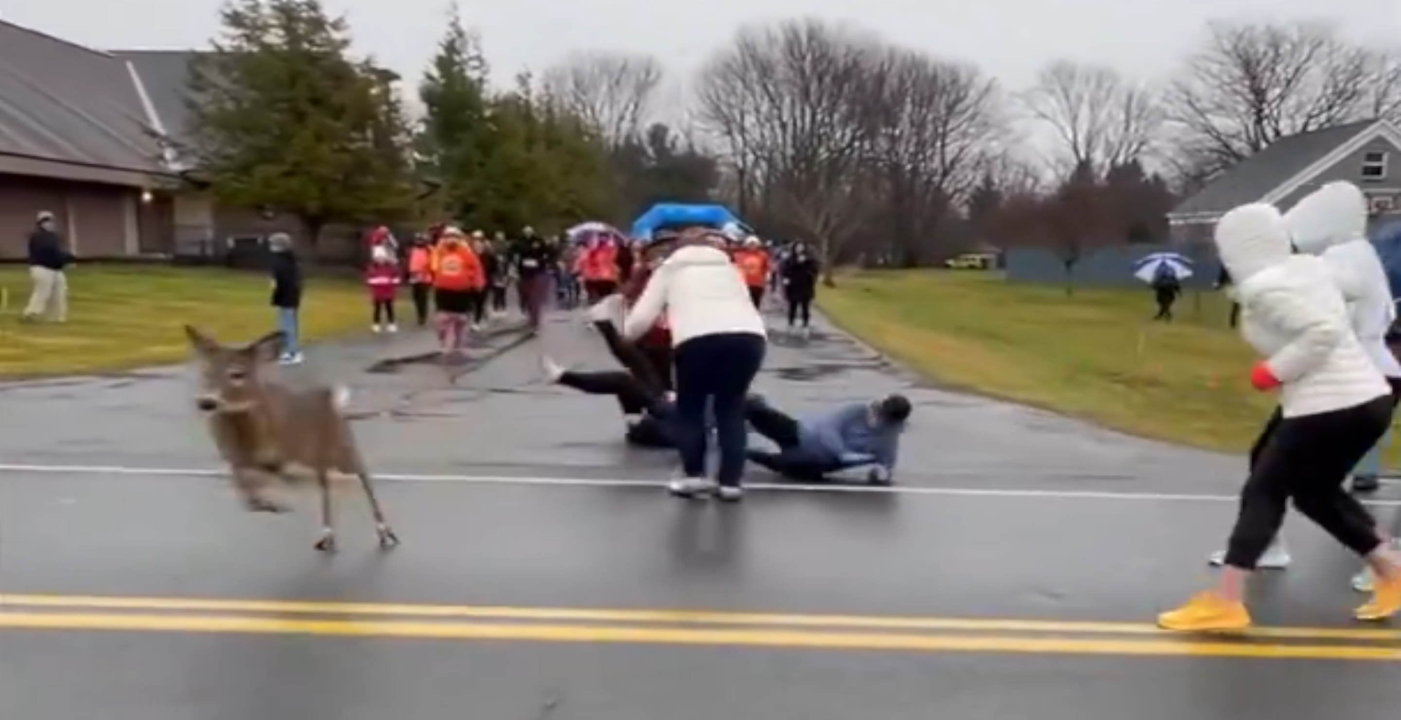 Grandma Literally Got Ran Over By A Deer In Wild Viral Video